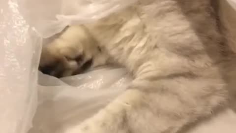 Meet the Beautiful and Intelligent White Cat Who Has Captivated the Internet