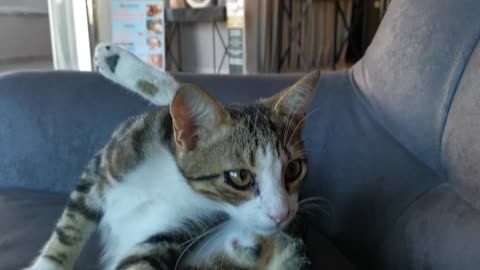 Cute Cat and Funny Surprise! Leave Comments!