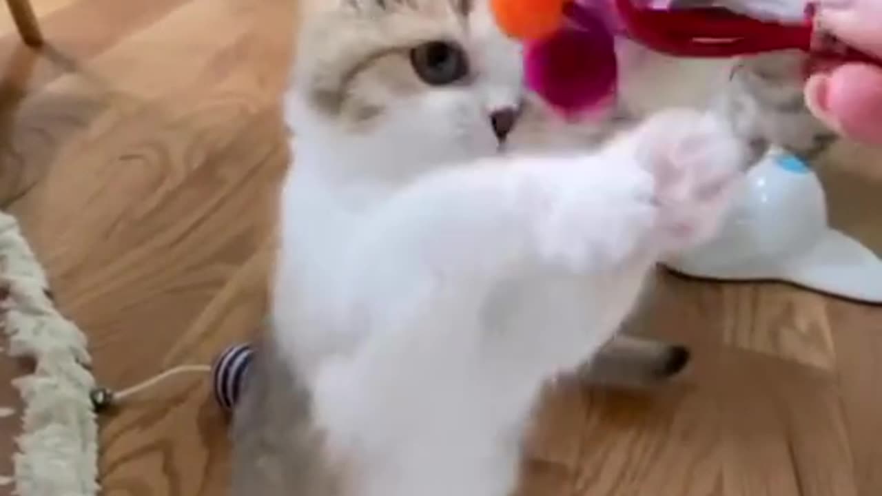 Cat playing with toy really funny