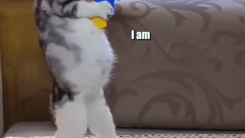 Cats doing cat things😂 | funny video 😹