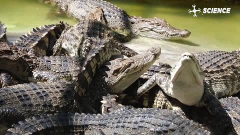 The 7 Main Differences Between Alligators and Crocodiles