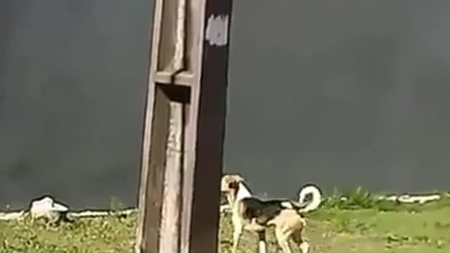 A dog is trying to cross over the wall.A motivational video.