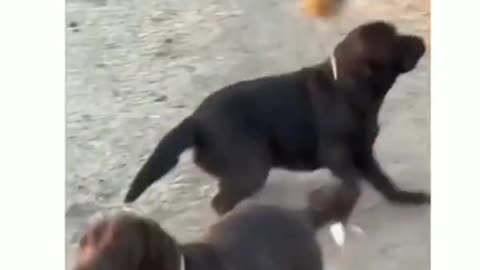Dogs Chasing their Favorite Ball.