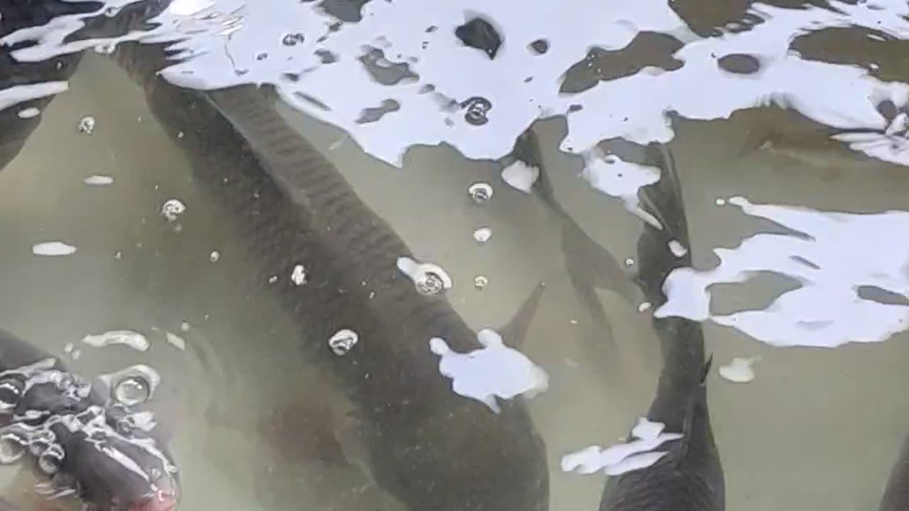 Live Rohu Fish Video In Bangladesh Bajjar l RUI MACH VIDEO #shorts