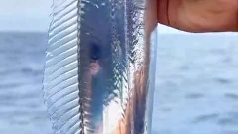 Amazing Fishes