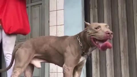 Red DOG 69 EPS PITBULL BLACK AMERICAN BULLDOG CASTLE