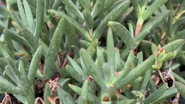 Lowes selling invasive ice plant next to the California coast