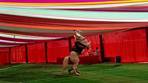 Horse dance video 🐎 #short