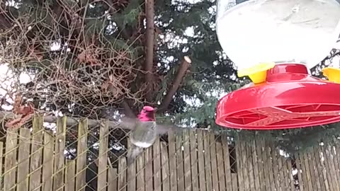 Hummingbird was so.... close!