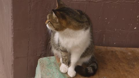 Cute Cat