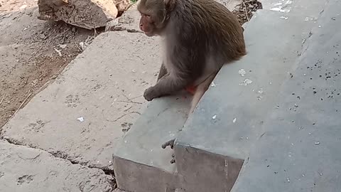 Monkey eat