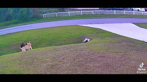 German Shepherd Saves Boy From Dog Attack