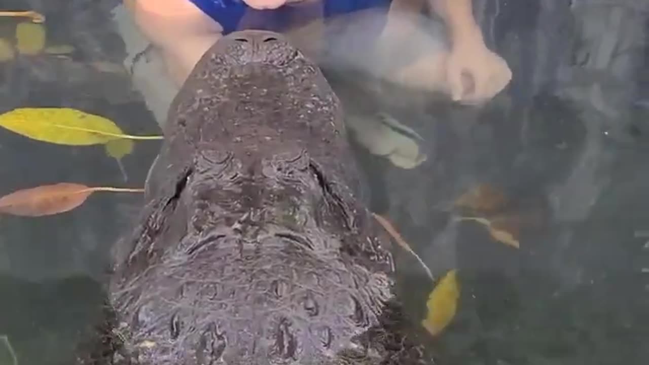 Casper the Alligator! #shorts