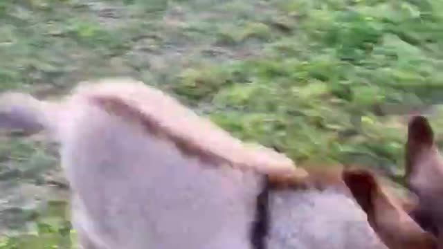 The Zoomies are in Eeyore the Dinky Donkey's possession! | Animals Funny #2
