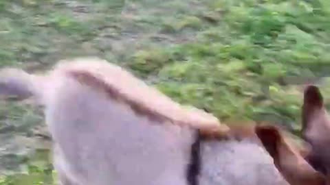 The Zoomies are in Eeyore the Dinky Donkey's possession! | Animals Funny #2
