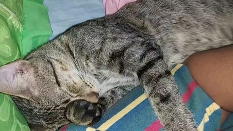Cat sleeping too much