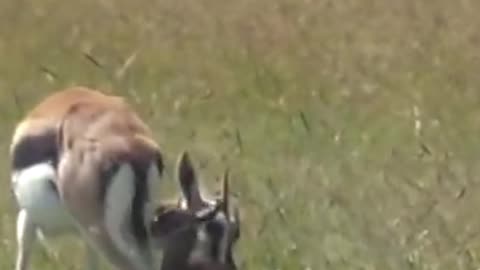 Warthog attacks buffalo fawn