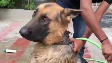 so cute: how to bath dog