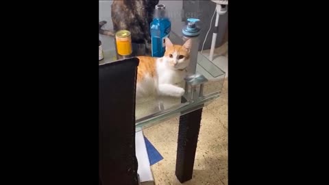 Compilation #3: Cute Pets And Funny Animals
