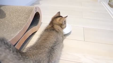 When kitten Kiki ate chicken for the first time, she became like this lol