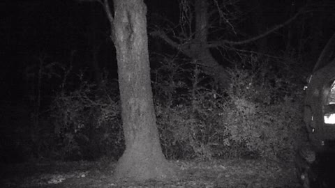 Six Rivers National Forest - Gray Fox On Trail Cam