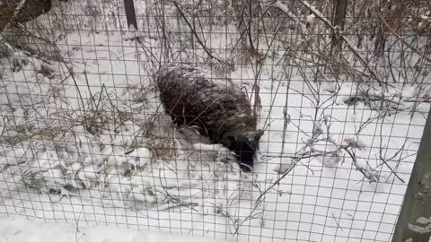 Rambo grazing in the snow… where he was not supposed to be!