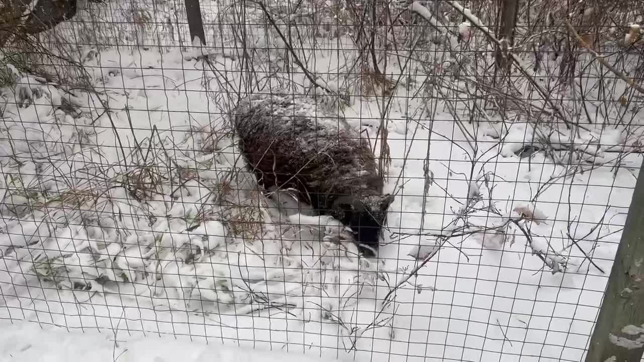 Rambo grazing in the snow… where he was not supposed to be!