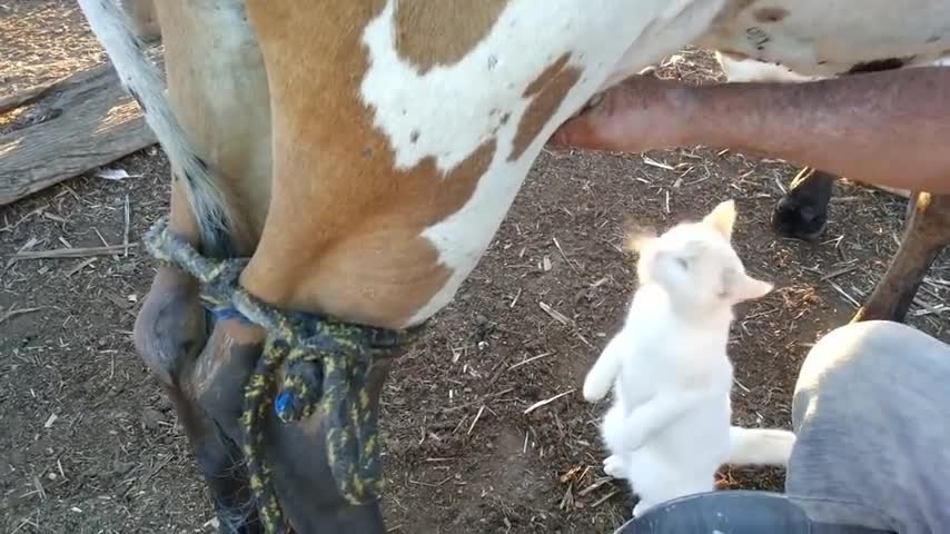 Cat drinks milk from cow