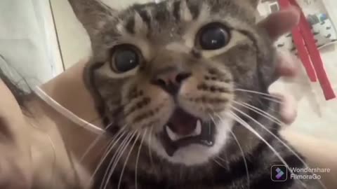 Cat's reaction to getting a kiss