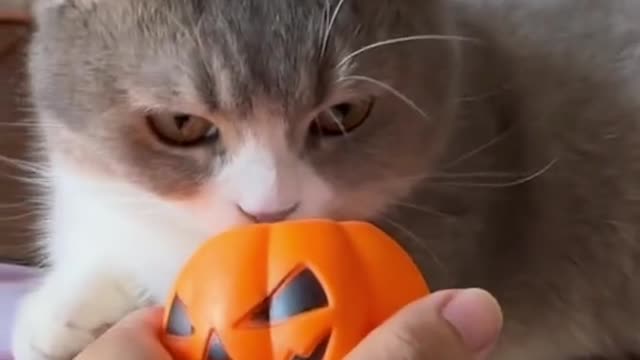 Your cap? Oh, no, you are running after my little cat.