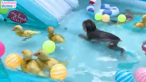 Babi swimming