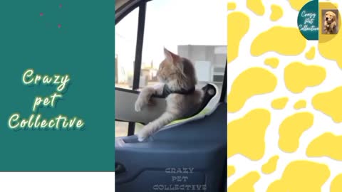 The Best Funny Animal Videos 2021 | Tiktok Pets