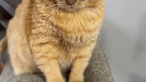 Funniest Cats and Dogs 😺🐶 Funny Animals 2024 😂 Funny Video