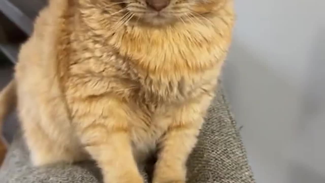 Funniest Cats and Dogs πΊπΆ Funny Animals 2024 π Funny Video