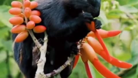 black squirrel