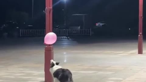 737_He’s so happy 🥰 #happydogs #funnydogs #dogsoftiktok #