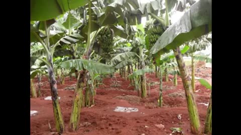 Crop Rotation
