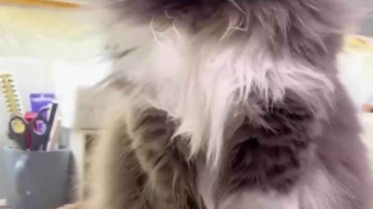 Cat Meowing๐น๐๐๐น|Cat Sound| Cute Cat Videos #shorts #cat #cats #dog #puppy #catlover #catfunnyshorts