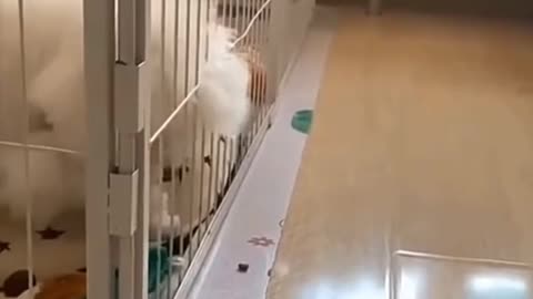 Cute Dog Video / Lovely Dog Video