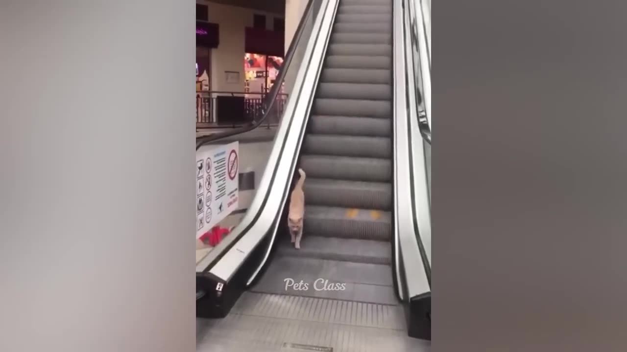 Animal Funny Videos - Compilation