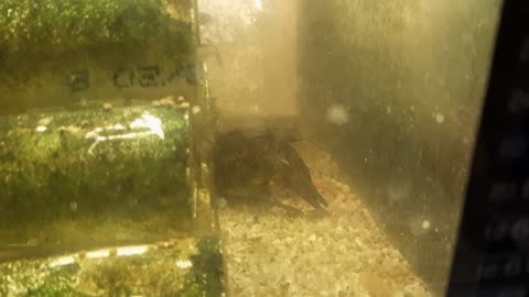 Clone vs worm! Live feeding!