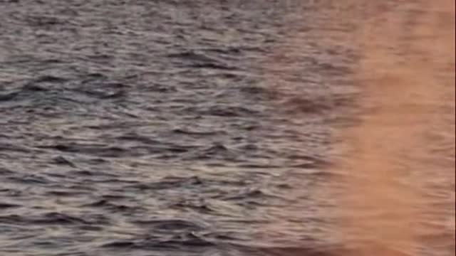 What an incredible mammal ❤️🐳