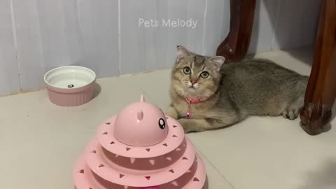 Hilarious animals will make you laugh to tear 🤣