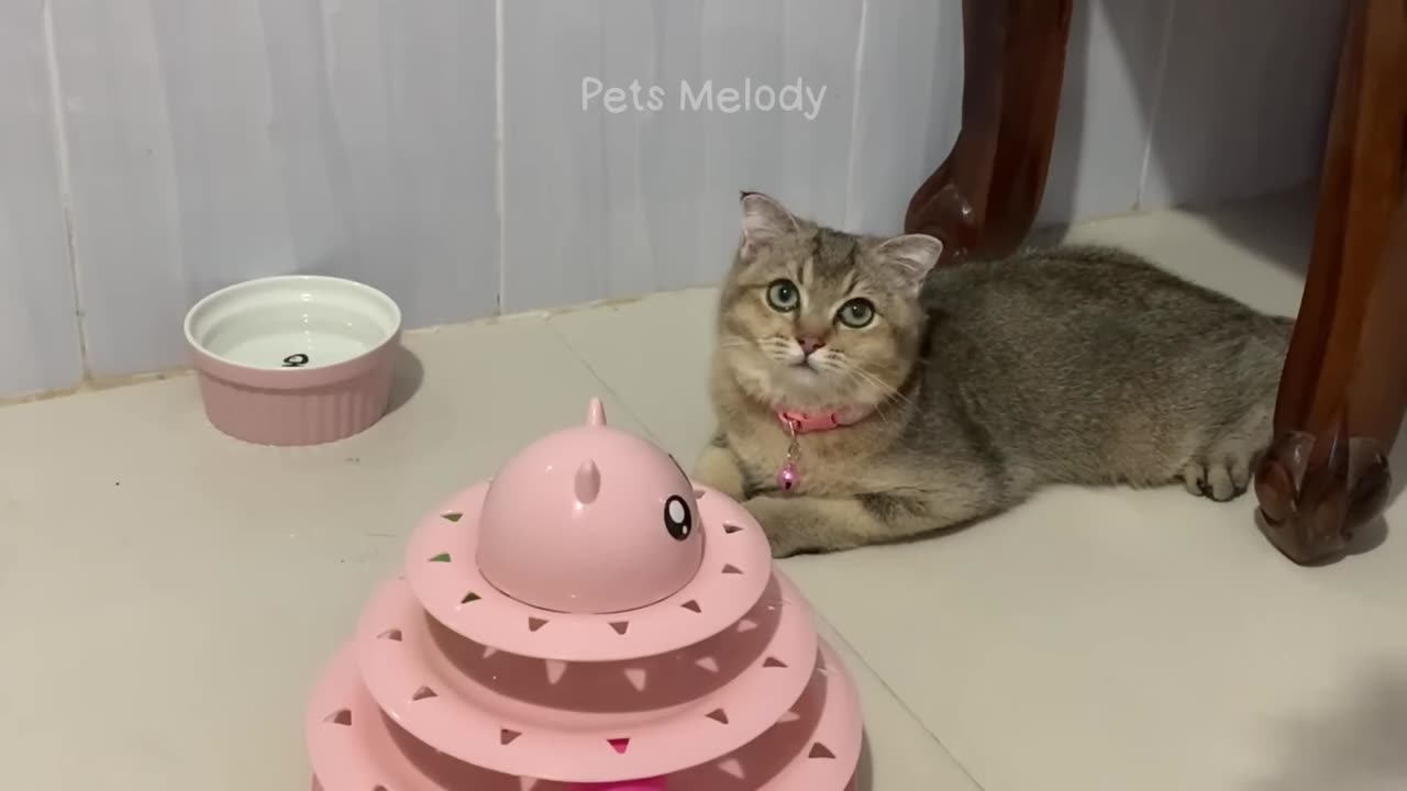 Hilarious animals will make you laugh to tear 🤣