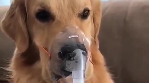 Unconcious Golden Retriever wears oxygen