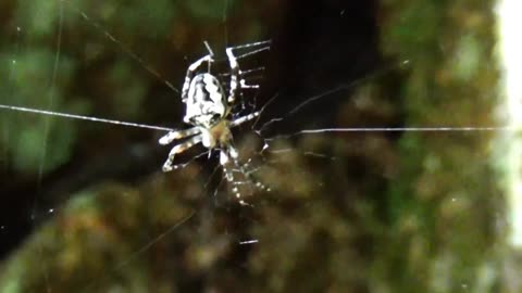 Spider