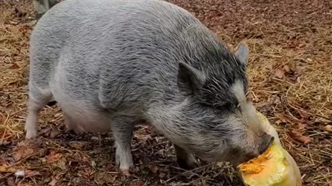 foryou#DealGuesser#mypetpig