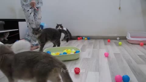 Funniest cats and dogs