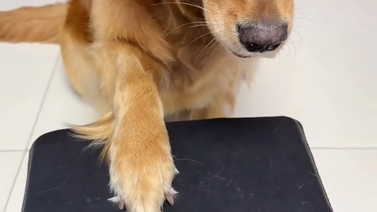 Dog: What do you mean, take my dog's life?