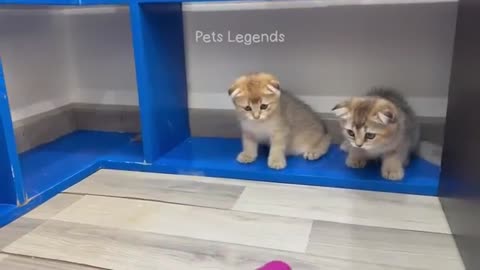 Funniest animal 2023 new funny cats and dogs